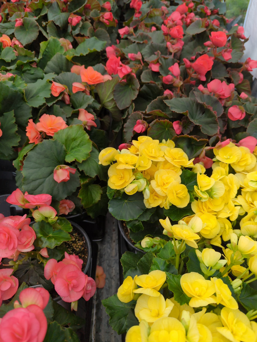a plant nursery is having a sale. potted begonias Begonia