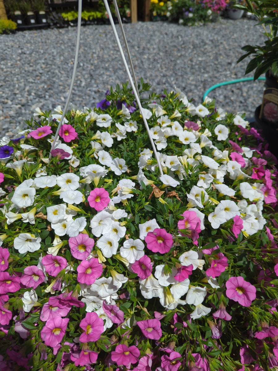 Calibrachoa Hanging Basket – Lichen or Knot Plant Company LLC