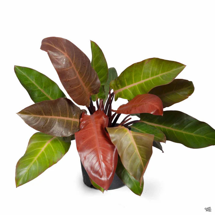 philodendron künstlich Philodendron 'Kathleen' – Lichen or Knot Plant Company LLC