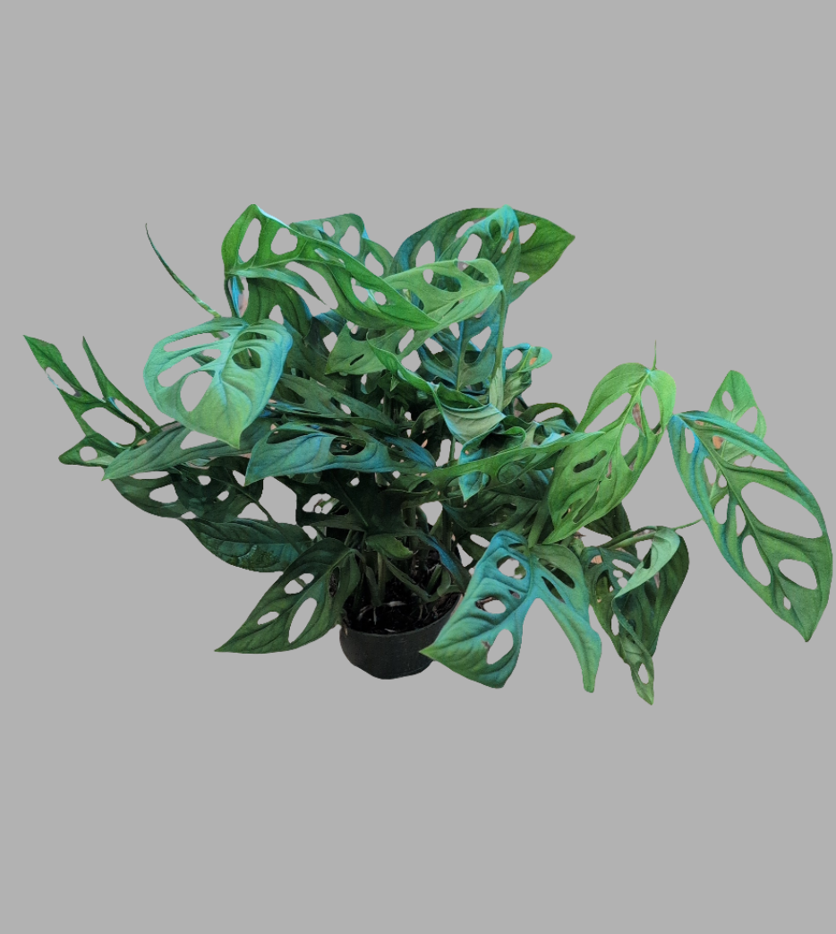 Monstera Epipremnoides SP