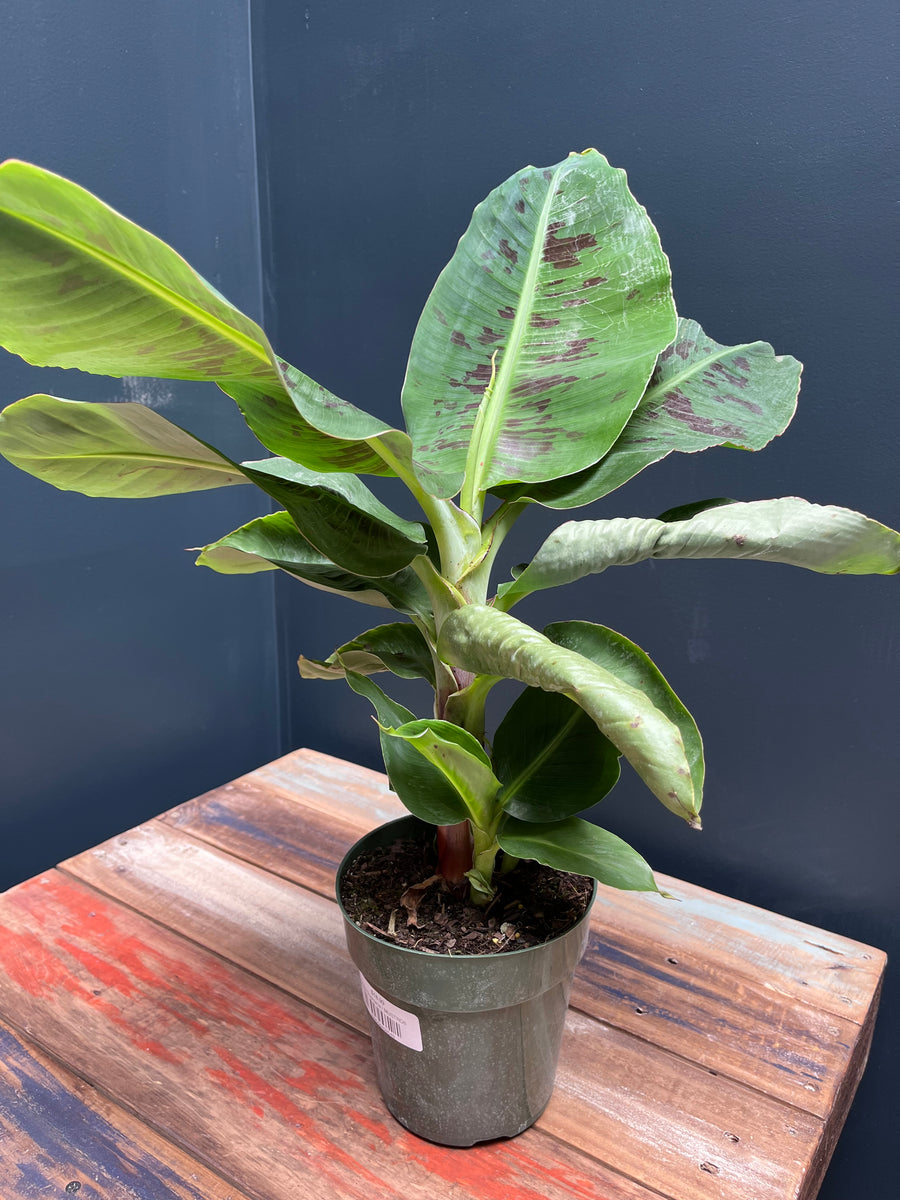 bananenpflanze musa tropicana Musa Tropicana “Banana Plant” – Lichen or Knot Plant Company LLC