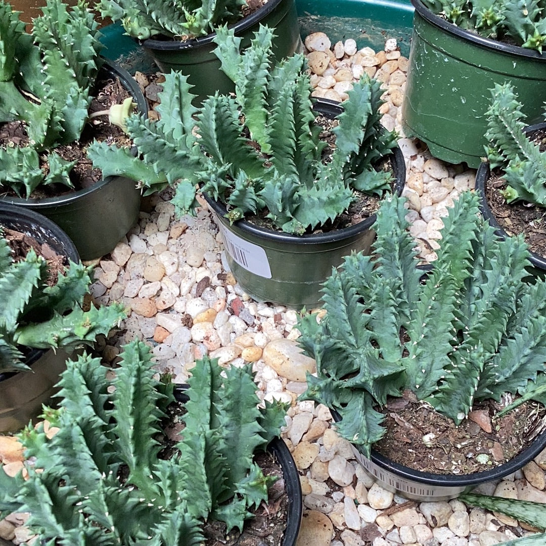 lifesaver succulent plant Huernia Zebrina "Lifesaver Plant"
