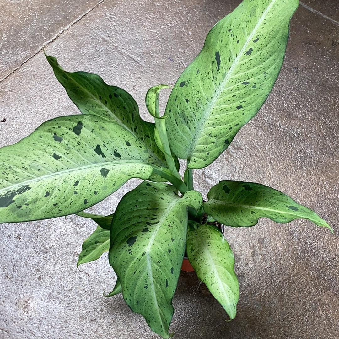 dieffenbachia camouflage care Dieffenbachia 