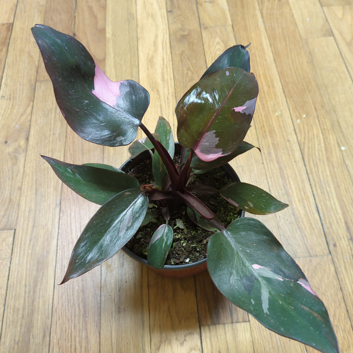 pink princess philodendron kroger Philodendron Pink Princess – Lichen or Knot Plant Company LLC