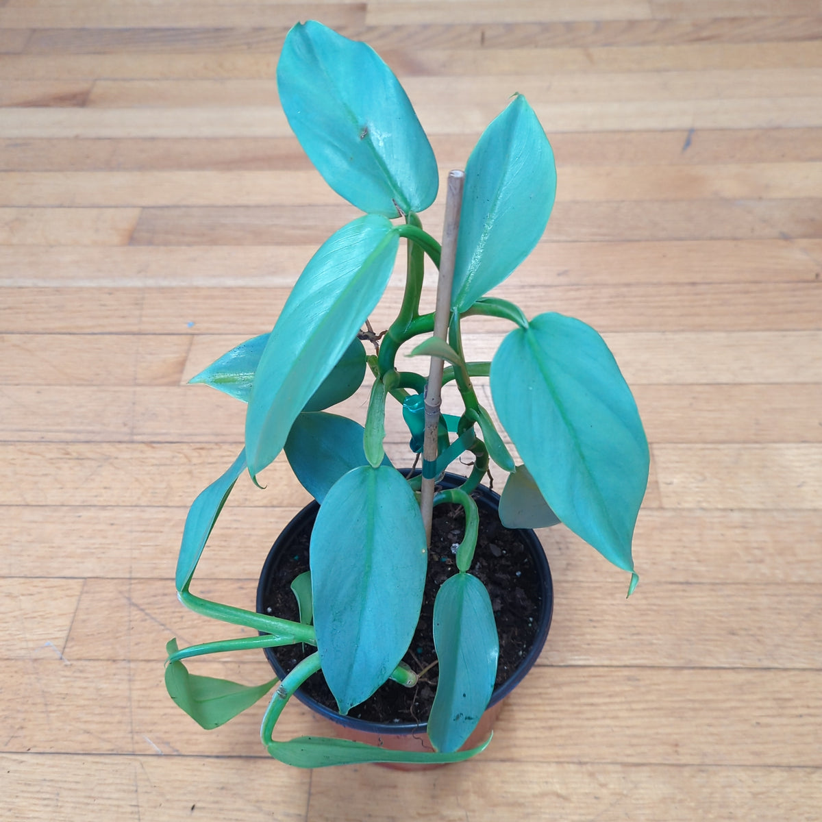 Philodendron Silver Sword – Lichen or Knot Plant Company LLC