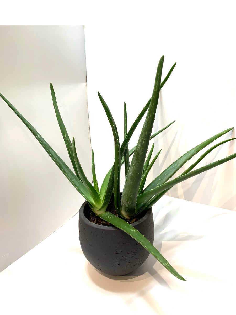 Aloe Vera (Assorted) – Lichen or Knot Plant Company LLC