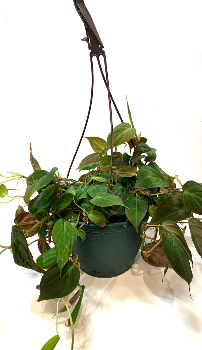 Philodendron Micans – Lichen or Knot Plant Company LLC