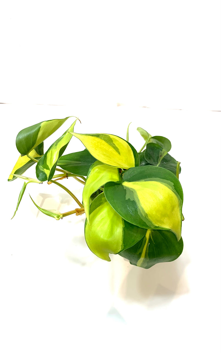 philodendron brasil beauty trademark Philodendron Brasil – Lichen or Knot Plant Company LLC