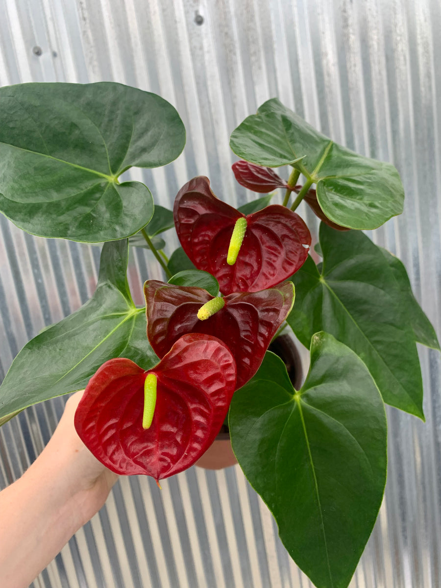 anthurium lucidum Anthurium (assorted) – Lichen or Knot Plant Company LLC