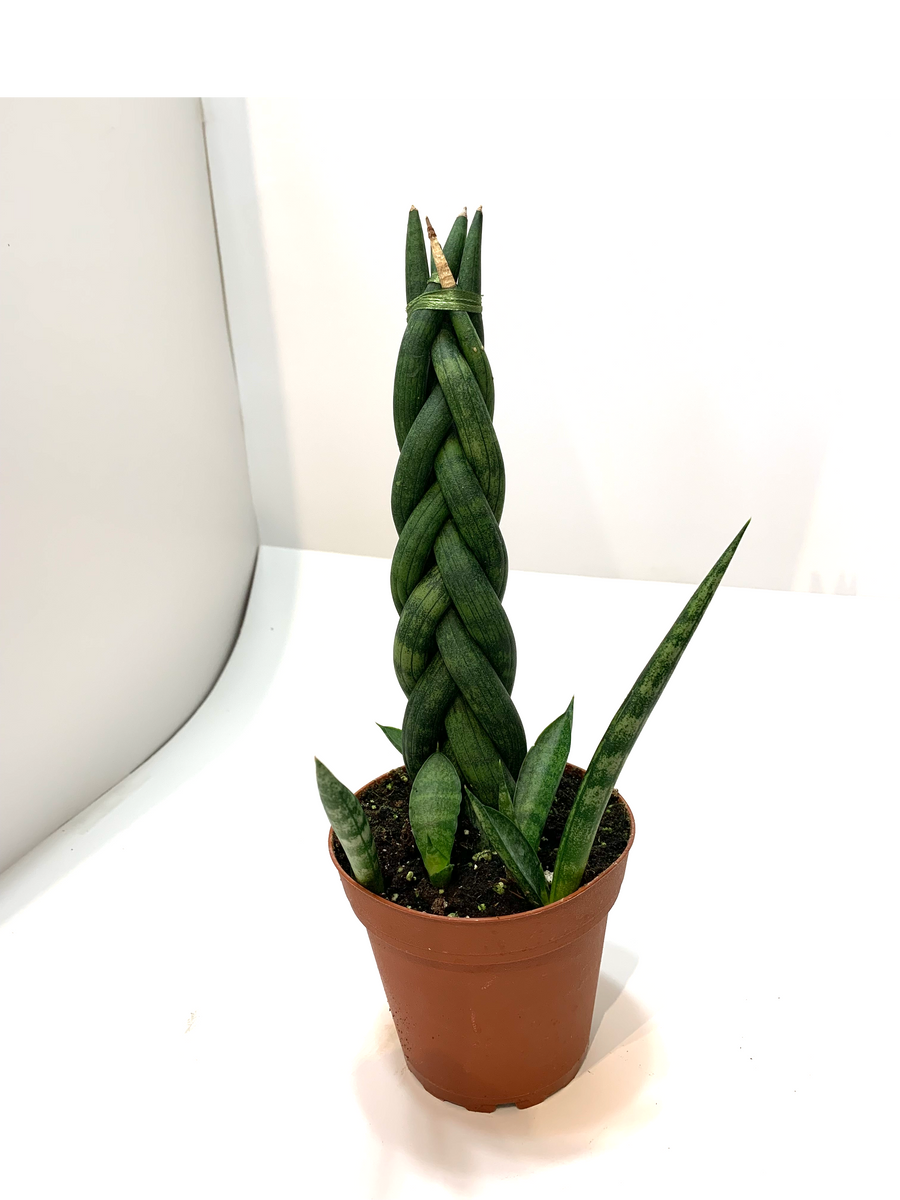 sansevieria braided Sansevieria cylindrica 'Braided form' – Lichen or Knot Plant Company LLC