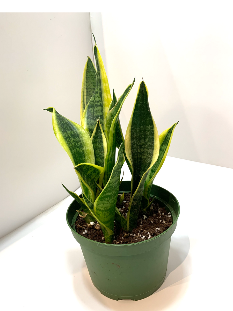 https www.thesill.com products snake-plant-laurentii-olmsted variant sonora Sansevieria 'Laurentii'