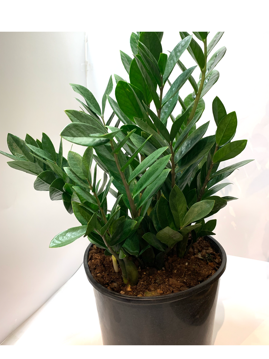 Medium ZZ Plant (Zamioculcas Zamiifolia) in Boulder, CO