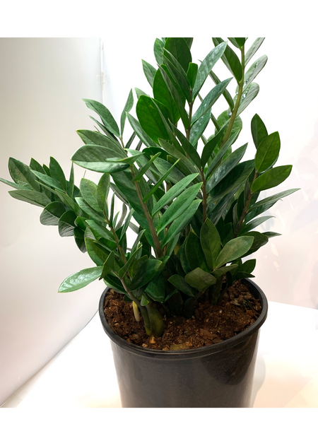 Zamioculcas zamiifolia | ZZ plant