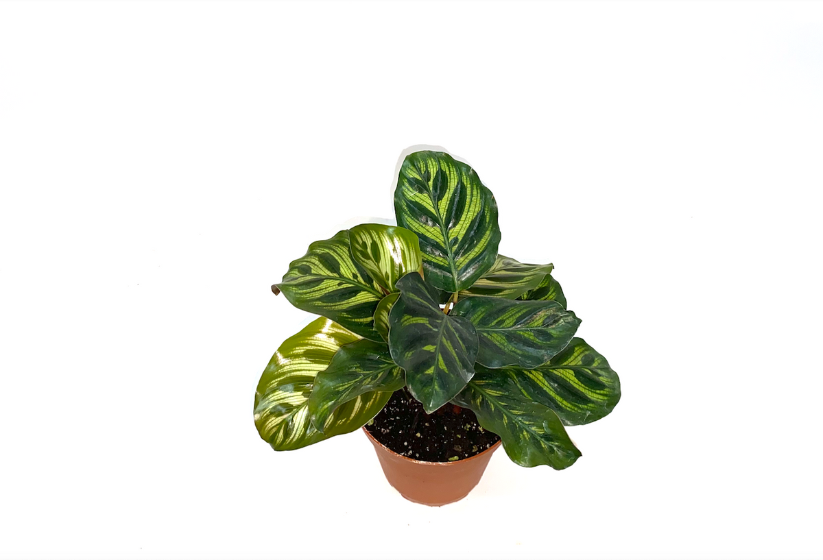 Calathea makoyana