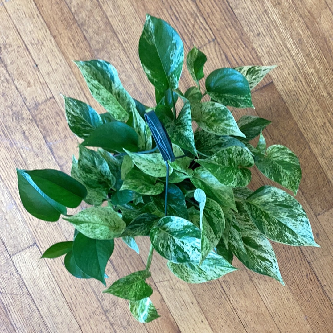 marle pothos Epipremnum Marble Queen Pothos