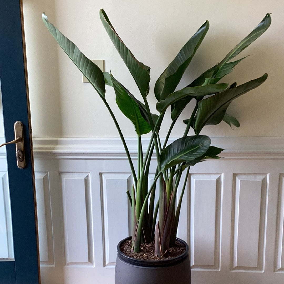 Bird of Paradise – Lichen or Knot Plant Company LLC