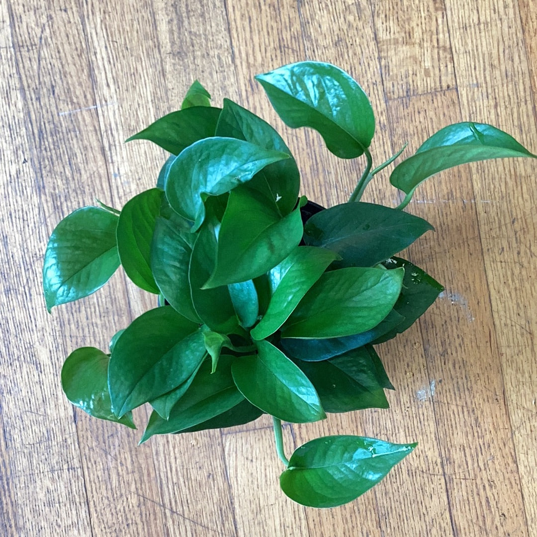 epipremnum jade pothos Epipremnum Jade Pothos – Lichen or Knot Plant Company LLC