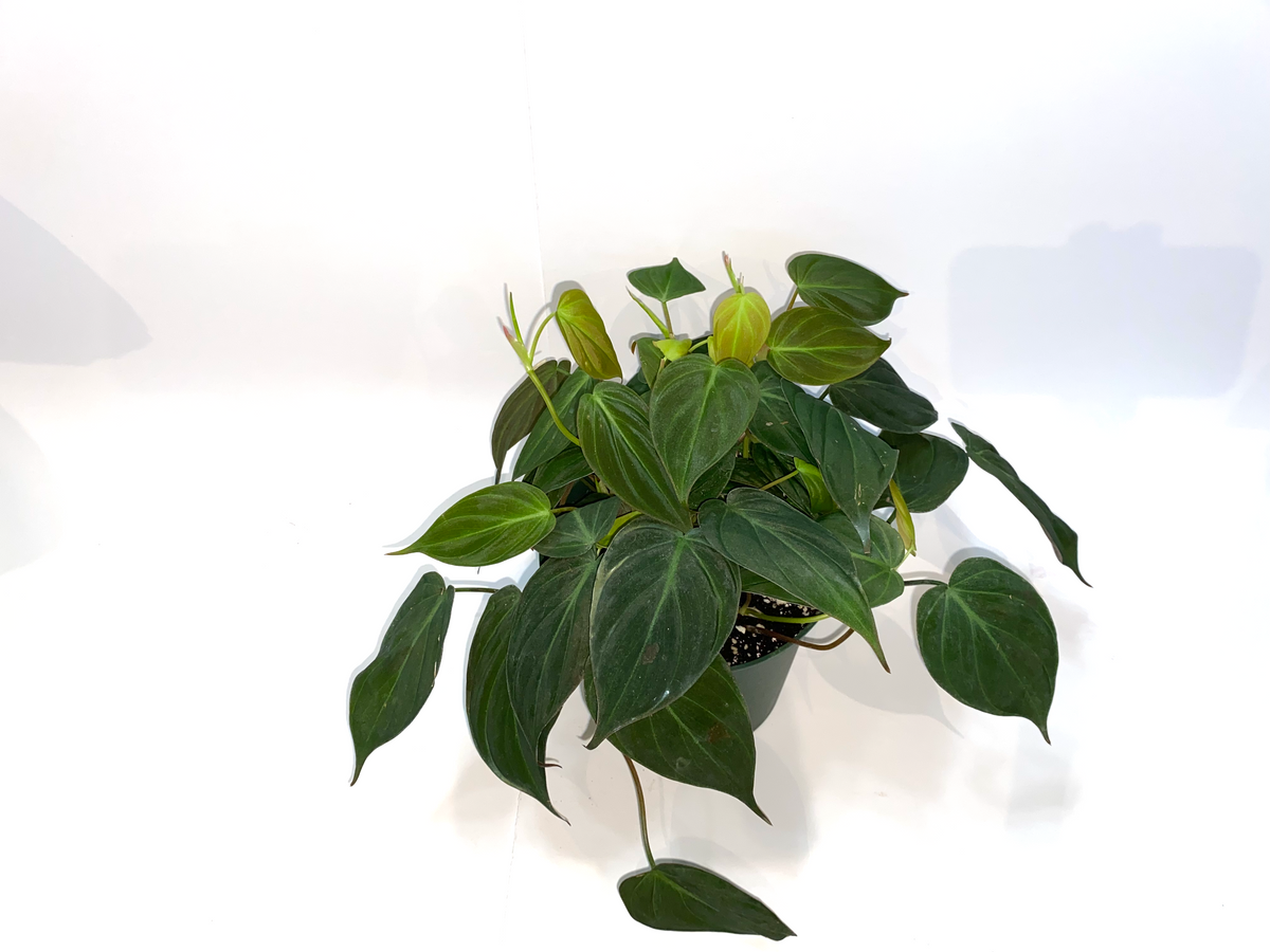 micans philodendron price Philodendron Micans – Lichen or Knot Plant Company LLC