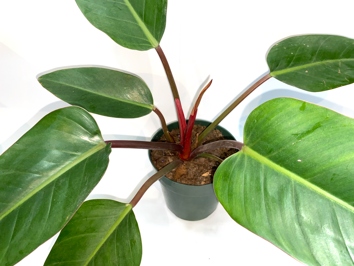 plants for the planet Green Our Planet Home Garden Starter Kit