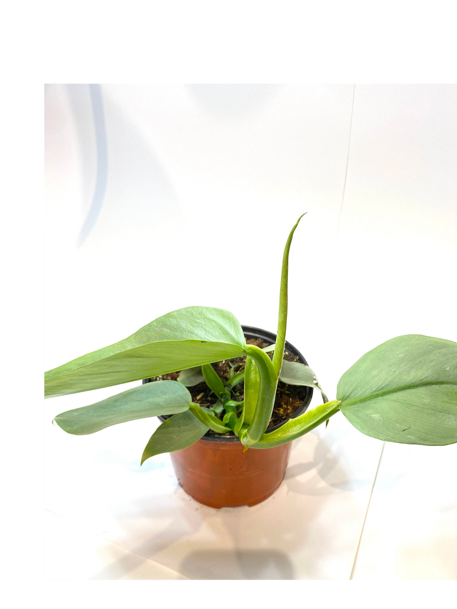philodendron silver sword ableger Philodendron 'Silver Sword' 6