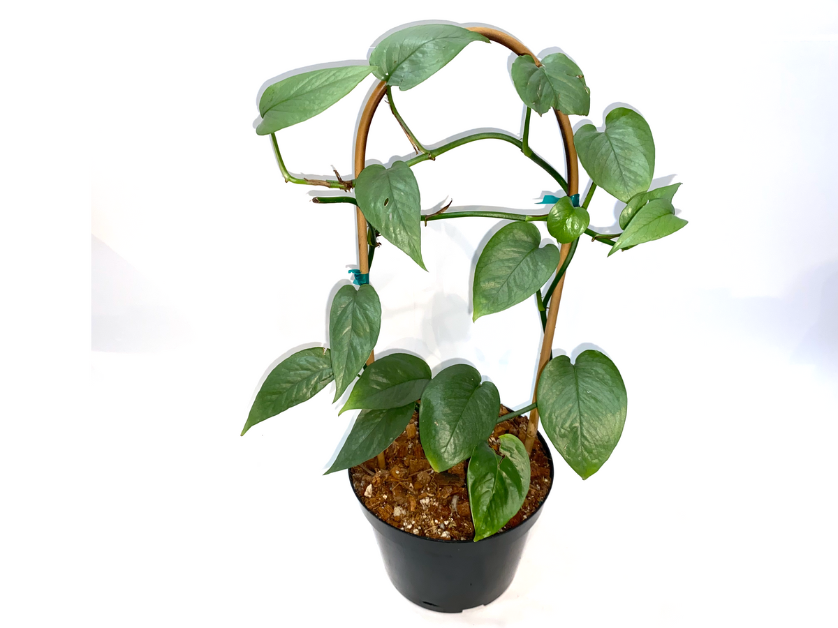 cebu blue pothos split leaves Cebu Blue Pothos – Lichen or Knot Plant Company LLC