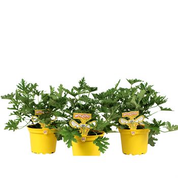 citrosa plant Citrosa | Yellow Pot