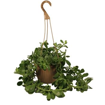 Trailing Jade | 6-inch Hanging Basket