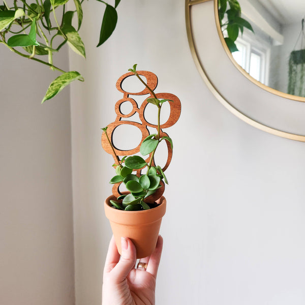 Mid-Century Indoor Plant Trellis (2 Sizes)