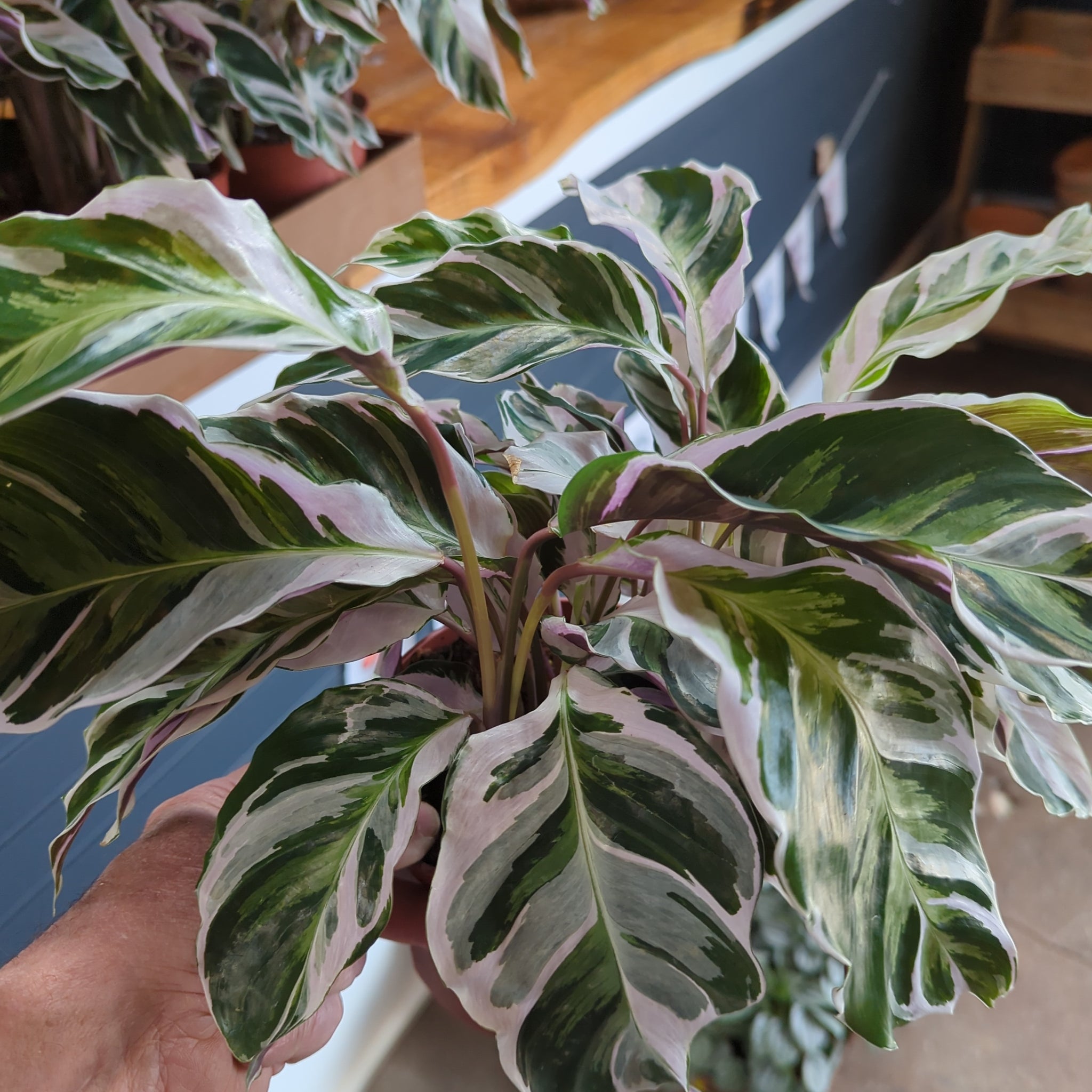 Calathea White Fusion