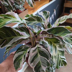 Calathea White Fusion