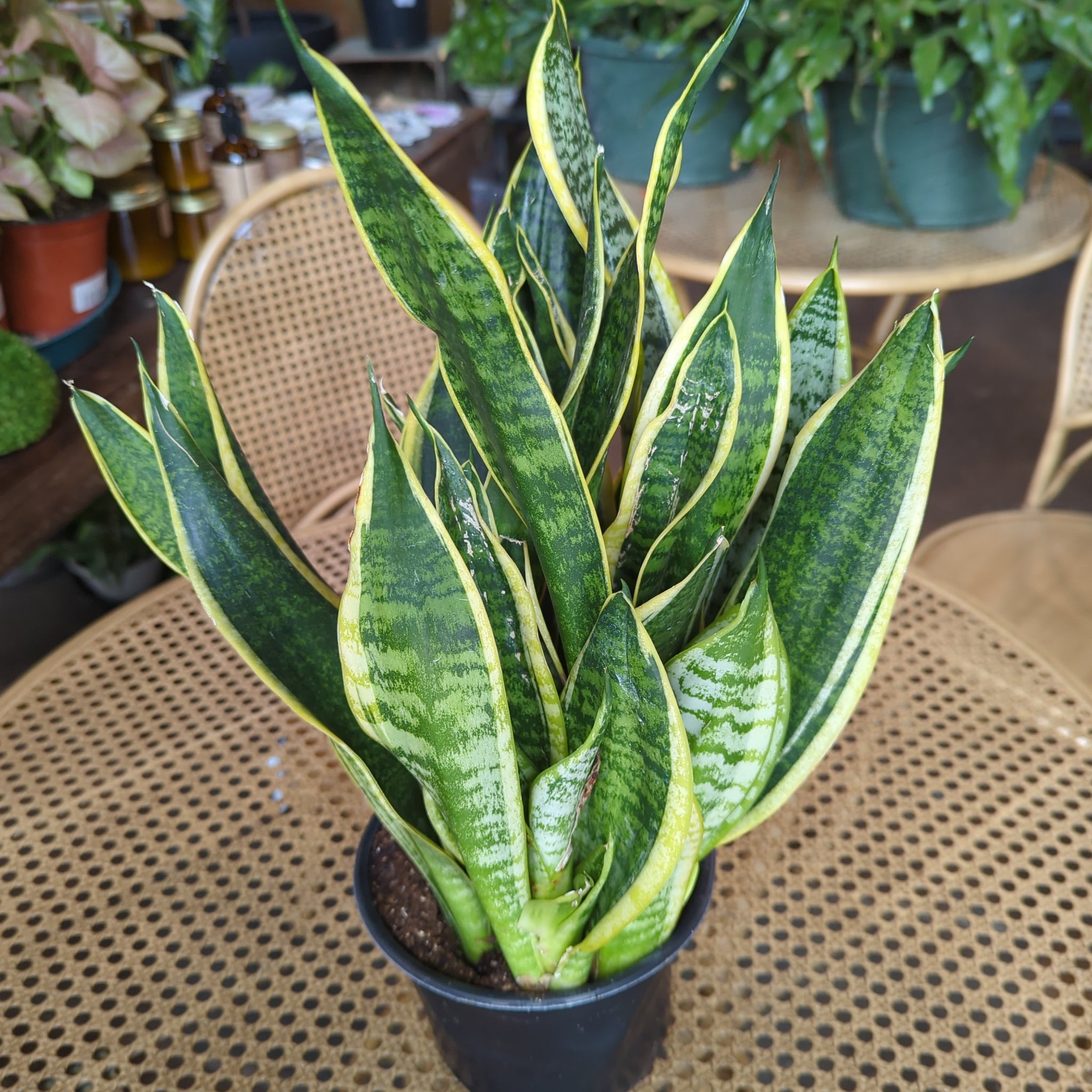 sansevieria superba green Sansevieria Superba