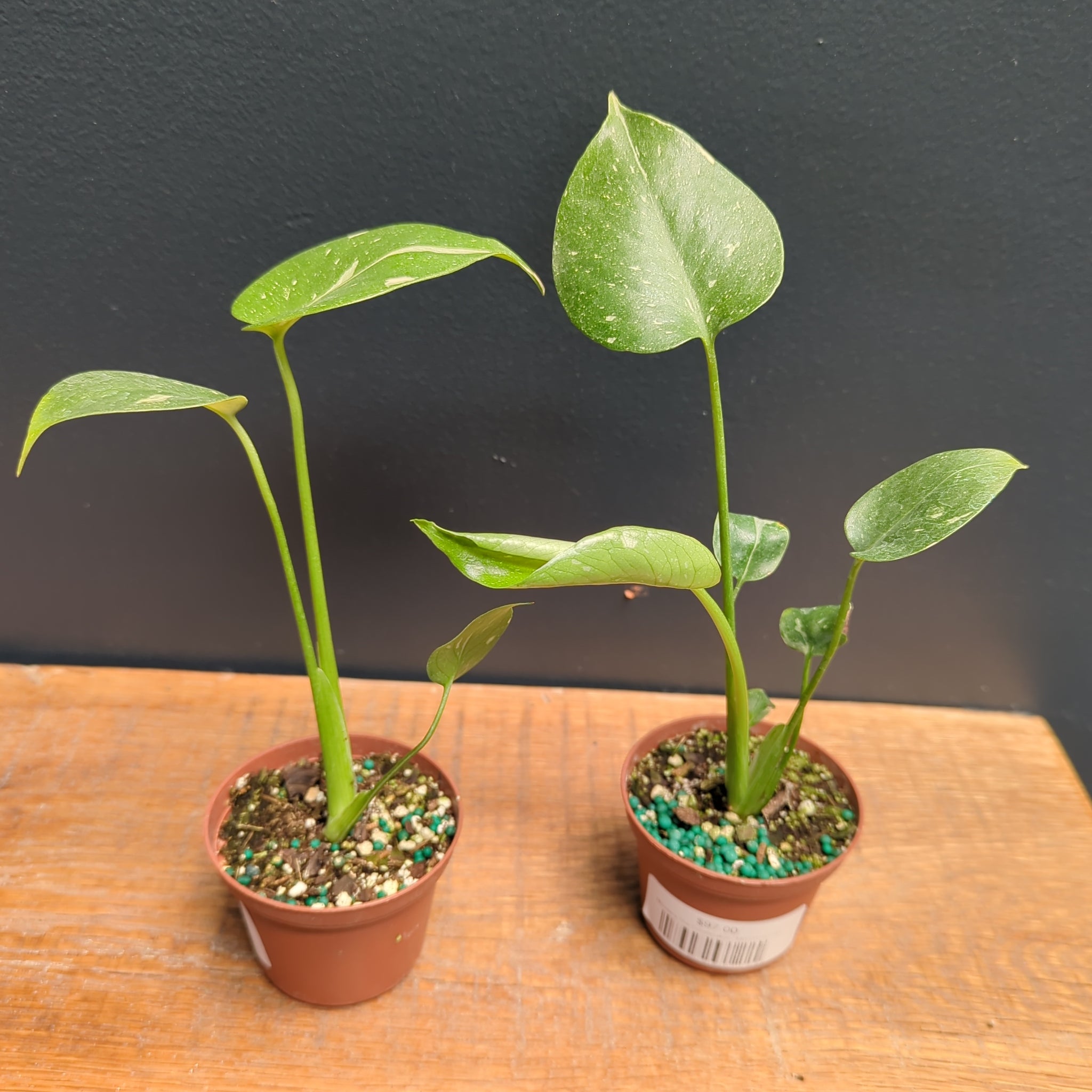 Monstera Thai Constellation | 4" pot  One More House Plant