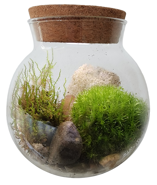 MossBowl Glass Terrarium with Live Moss and LED Light