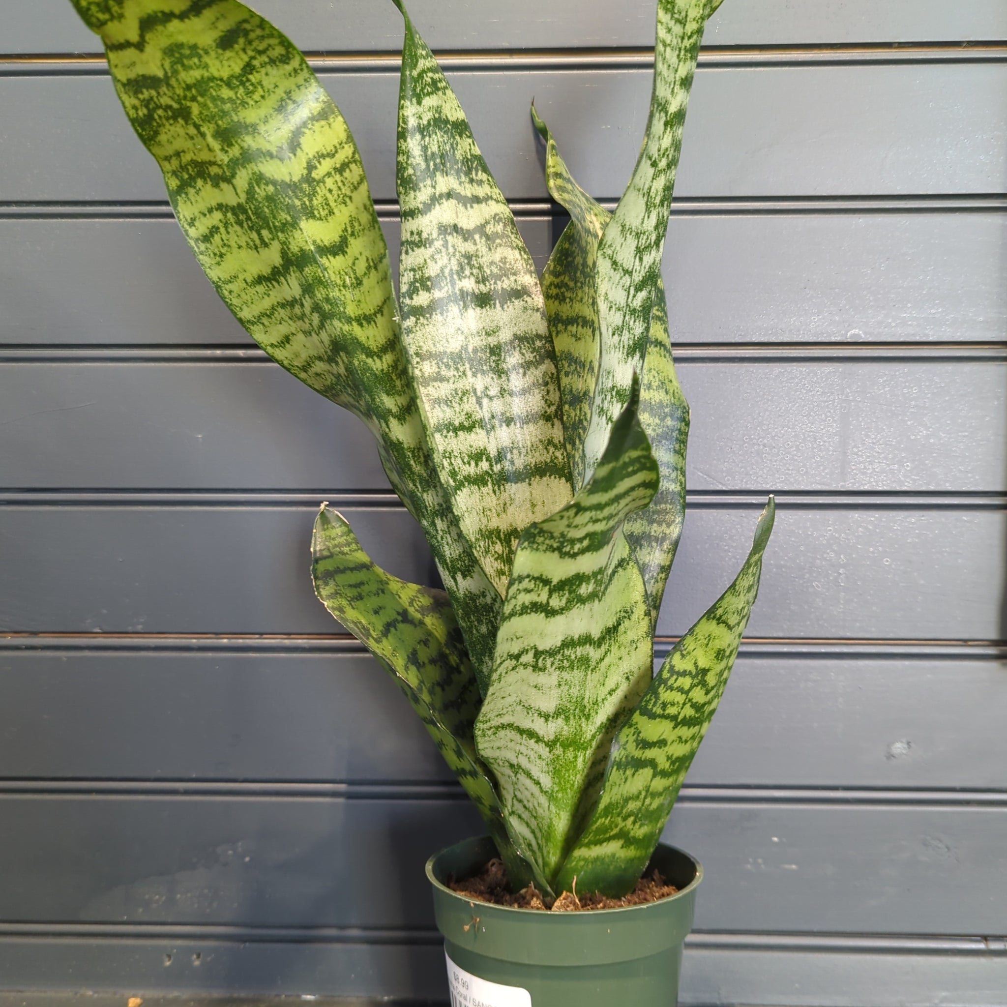 sansevieria coral Sansevieria Coral – Lichen or Knot Plant Company LLC