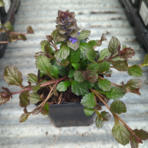 Ajuga Bronze Beauty | 3.5 inch