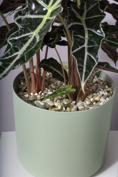 37 oz. Natural Stones  |  Light Green