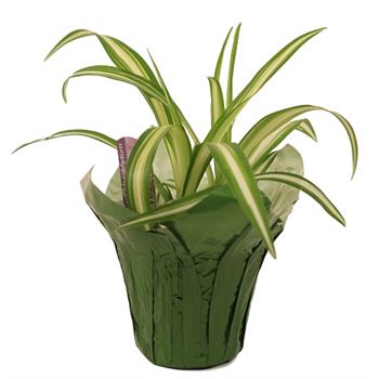 spider plant shop Chlorophytum comosum 'Spider Plant' 4 Inch #A