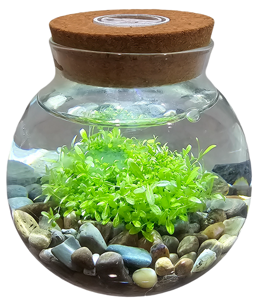 WaterPlants Aquatic Seed Kit Glass Terrarium with LED Light