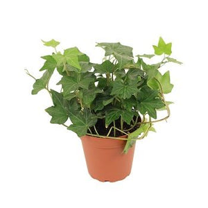 english ivy succulent English Ivy 'Glacier' 4" Pot / Nursery Pot