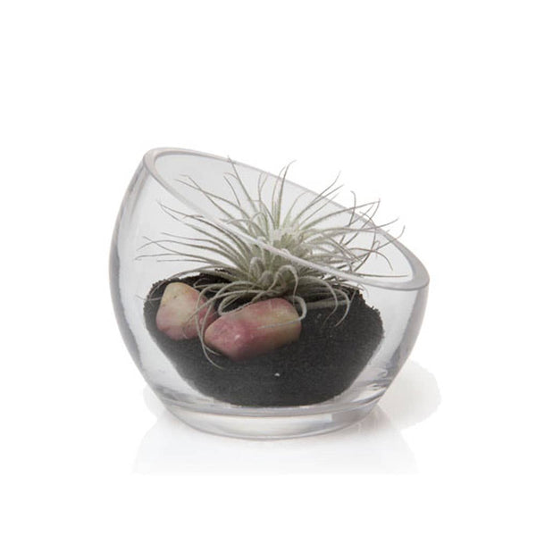 Glass Terrarium Bowls - Asst. Sizes