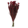 Red Cotton Phylica Flower 16-22" | 4 stems