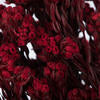 Red Cotton Phylica Flower 16-22" | 4 stems
