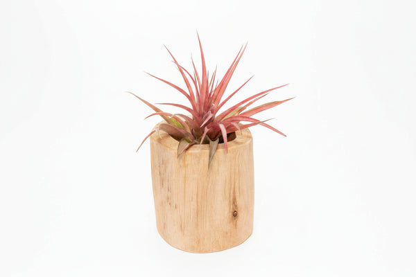 Large Driftwood Container
