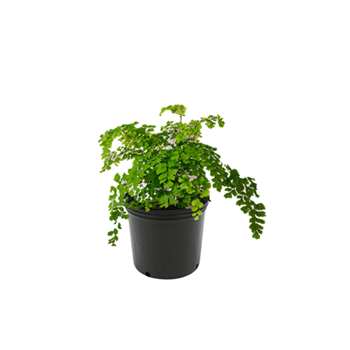 Maidenhair Fern