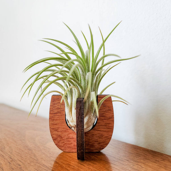 Wooden Air Plant Stand - Curved Sides