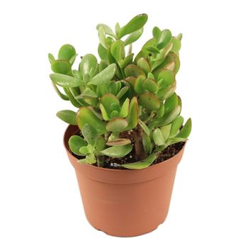 jade plant node Jade