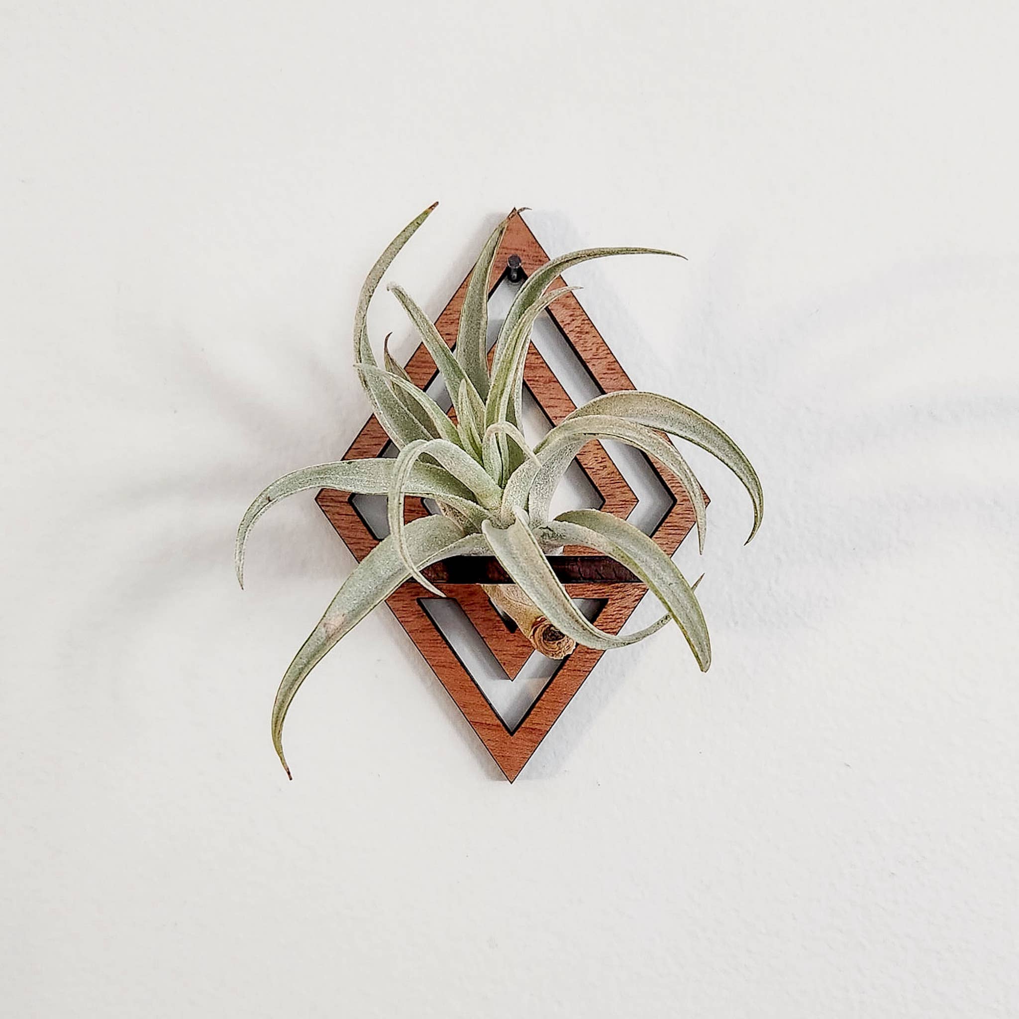 Wooden Air Plant Holder, Diamond