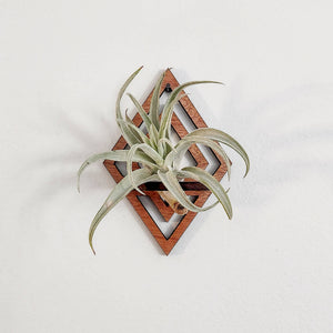 Wooden Air Plant Holder, Diamond
