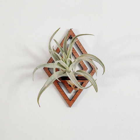 Wooden Air Plant Holder, Diamond