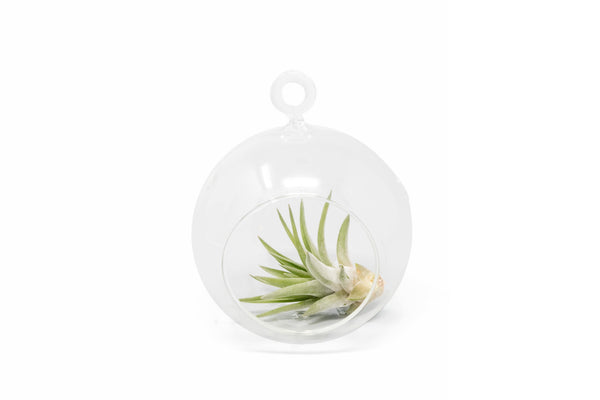 Hanging Flat Bottom Terrariums